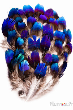 Fagiano Monal himalayano - 7-10 cm - verde blu metallizzato